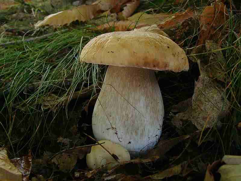  Image name: 211 Porcino.jpg 
 width: 800 pixel 
 height: 600 pixel 
 Size: 33420 bytes 
 Click to enlarge 